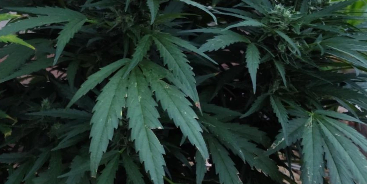 Marijuana energy boost strains