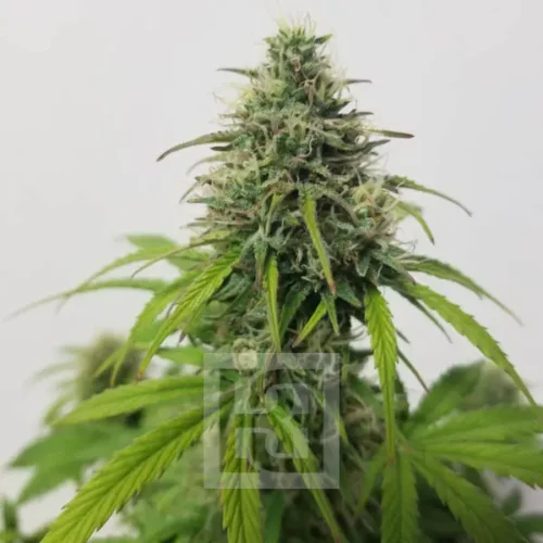 Rapid Bloom AK Auto Seed in Bloom