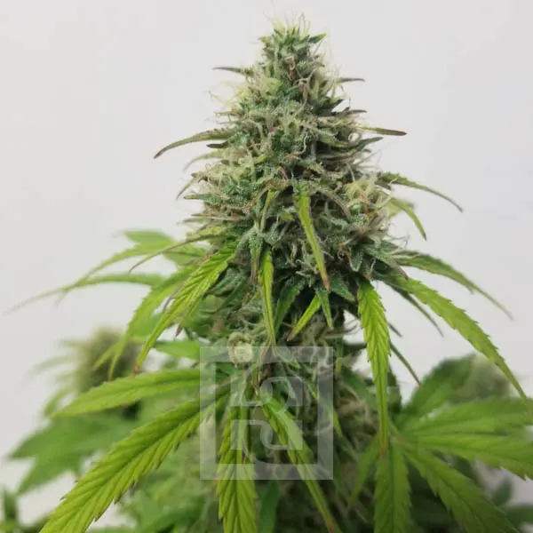 Rapid Bloom AK Auto Seed in Bloom