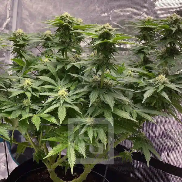Girl Scout Cookies Seed Pack Close-Up