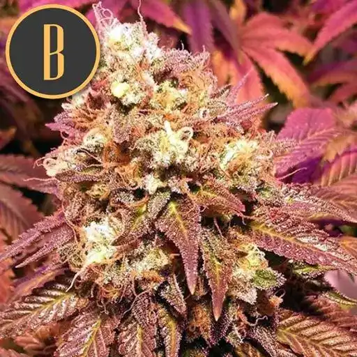BCDIESELCANNABISPLANT