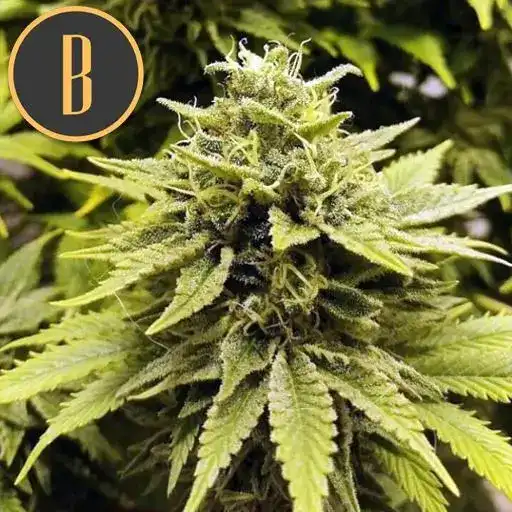 BCDIESELCANNABISPLANT1