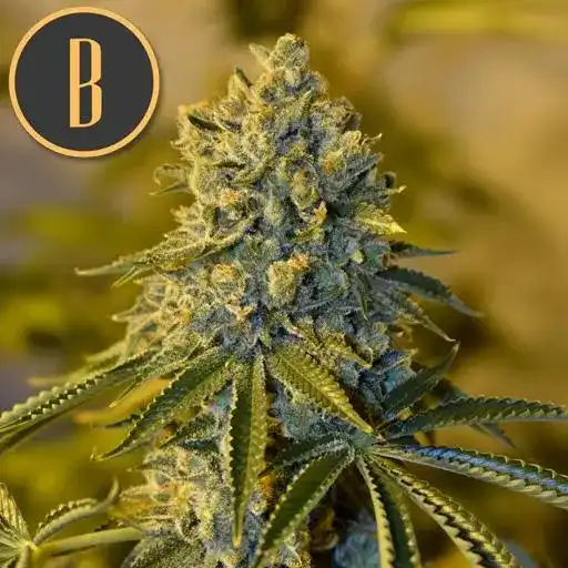 BRUCE BANNER 3