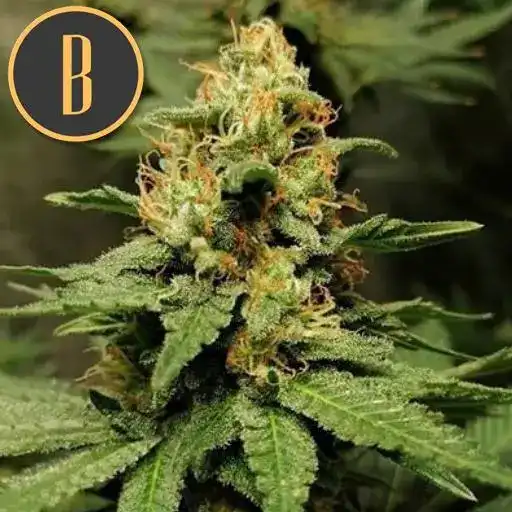BRUCEBANNER 3INSTAGRAM3