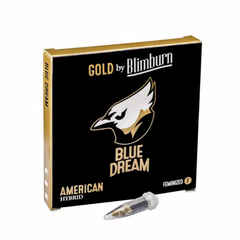 Euphoric Blue Dream Seeds with Sweet Mango Aroma at Blimburn