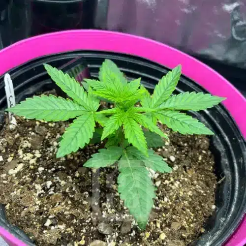 Premium Cafe Racer Cannabis Strain, showcasing its unique genetics