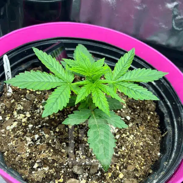 Premium Cafe Racer Cannabis Strain, showcasing its unique genetics