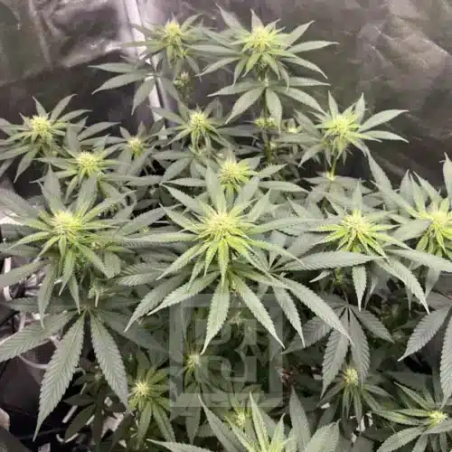 Cafe Racer's elite cannabis seeds, perfect for discerning cultivators