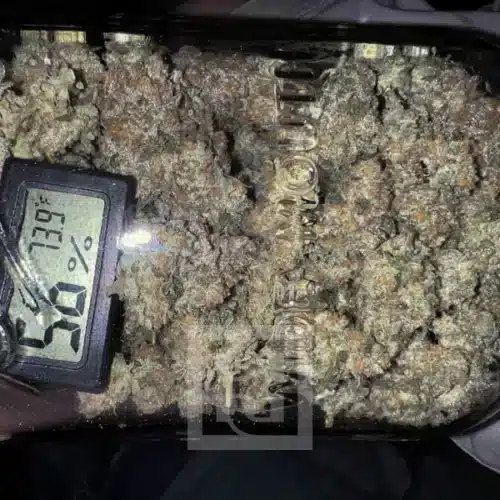 Exquisite Cafe Racer strain, a masterpiece in cannabis genetics
