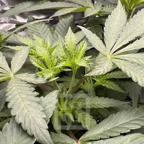 Cafe Racer Seeds: The epitome of high-quality cannabis cultivation