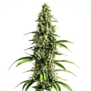 Chocolate-hued Chocolopez buds with frosty trichomes