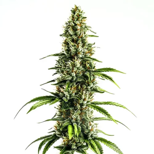 Chocolate-hued Chocolopez buds with frosty trichomes