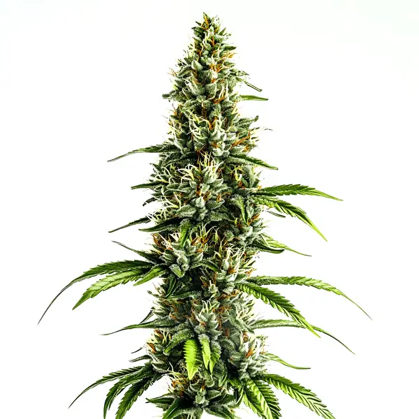 Chocolate-hued Chocolopez buds with frosty trichomes