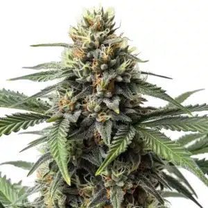 CR+ cannabis strain with sparkling trichomes and healthy green leaves.