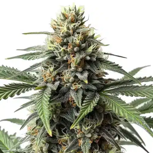 CR+ cannabis strain with sparkling trichomes and healthy green leaves.