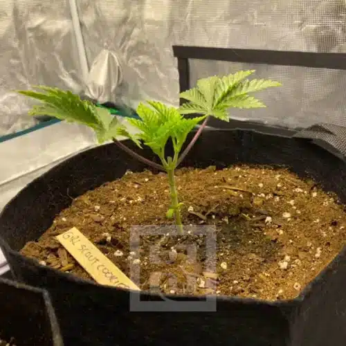 Elite Girl Scout Cookies Strain Seeds