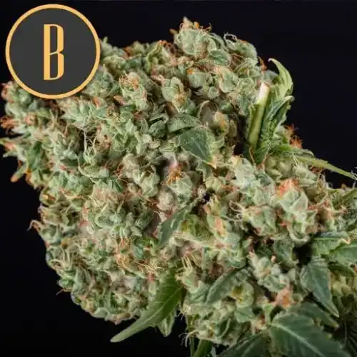 GRANDADDYPURPLEBUD