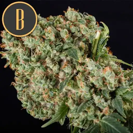 GRANDADDYPURPLEBUD