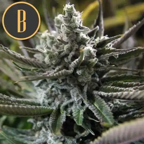 Granddady Purple Seeds