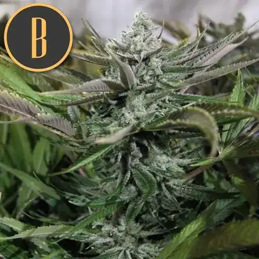 GRANDADDYPURPLEPLANT2
