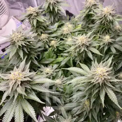 Pure GSC Seeds in Pristine Condition
