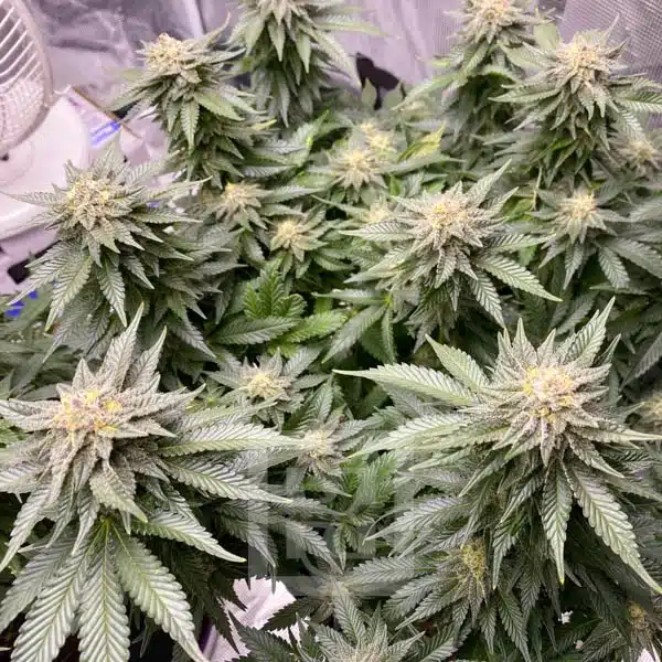 Pure GSC Seeds in Pristine Condition