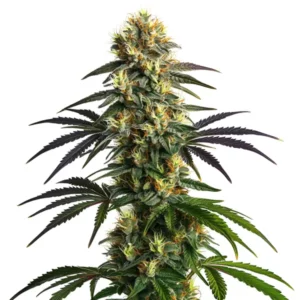 Gelato FBV cannabis plant with orange pistils and sparkling trichomes.
