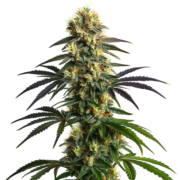 Gelato FBV cannabis plant with orange pistils and sparkling trichomes.