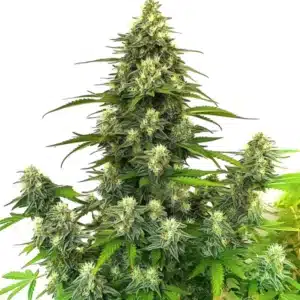 Gorilla Glue #4 Autoflower with dense, sticky buds and a thick trichome layer.