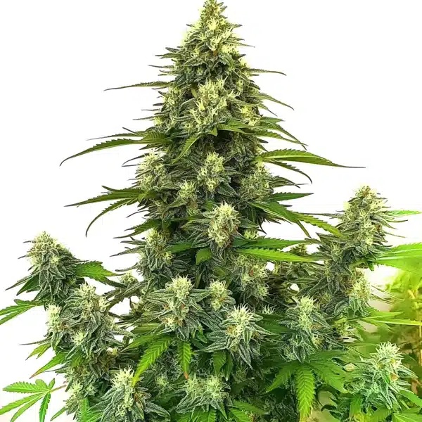 Gorilla Glue #4 Autoflower with dense, sticky buds and a thick trichome layer.