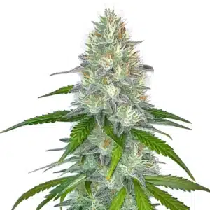 Gorilla Glue #4 Fast Blooming cannabis plant with dense, trichome-coated buds and dark green leaves.