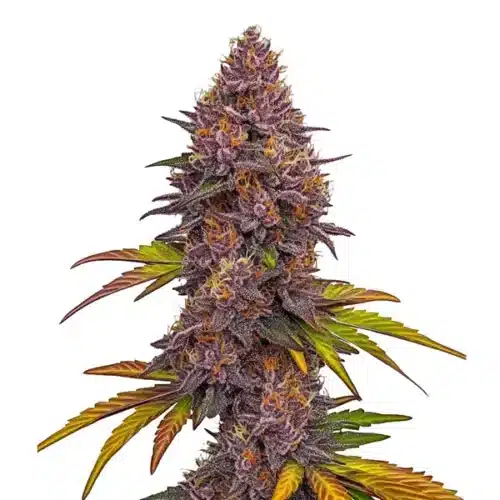 Deep purple Grizzly Purple Auto buds with orange pistils and frosty trichomes.
