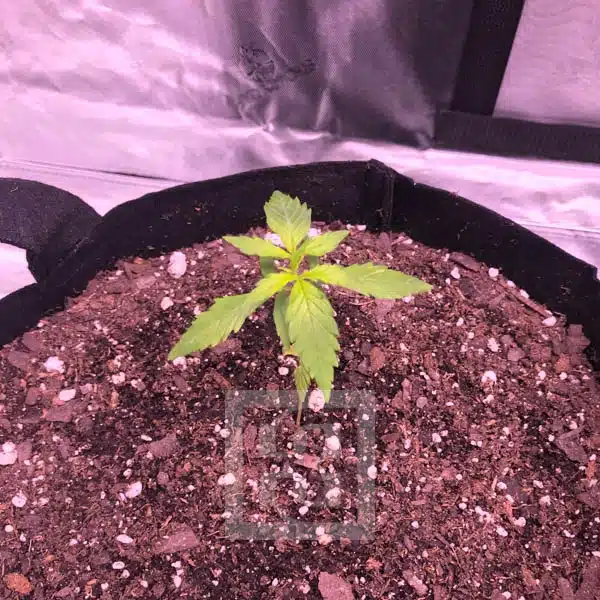 Grizzly Purple Automatic Cannabis Seeds