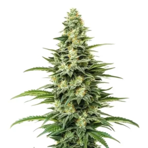 Resinous Kyle’s Skywalker OG strain with dense, frosty buds.