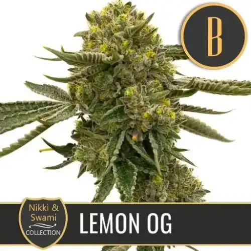 LEMONOGCANNABISPLANT 1