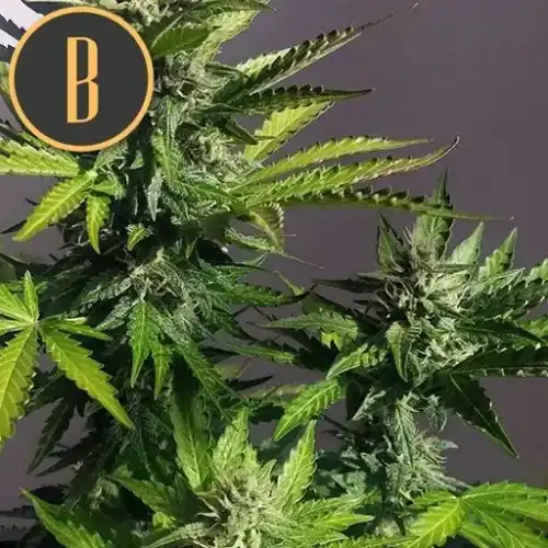 MAMBANEGRAAUTOCBDCANNABISPLANT