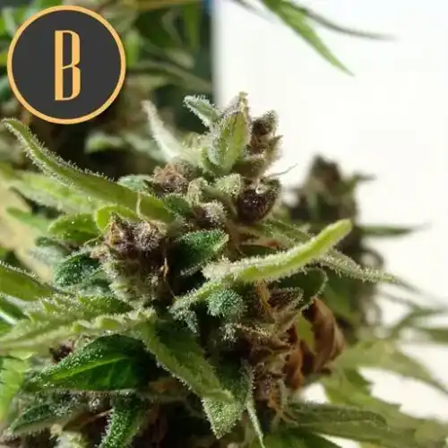 MAMBANEGRAAUTOCBDCANNABISPLANT1