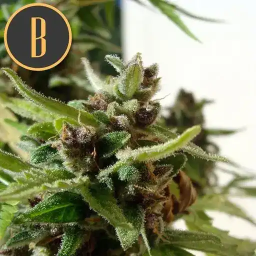 MAMBANEGRAAUTOCBDCANNABISPLANT1