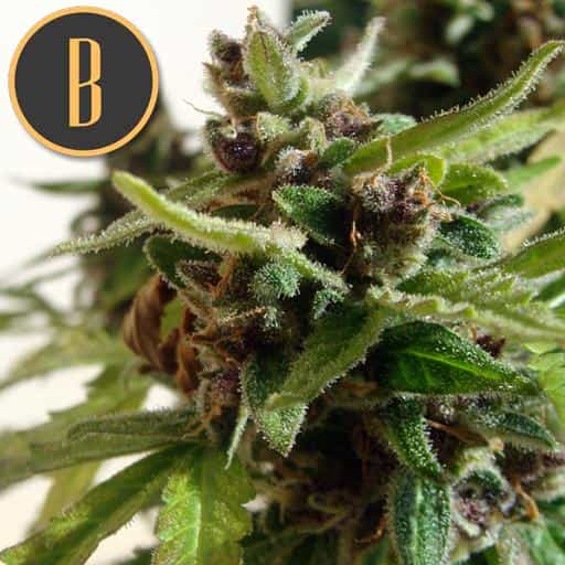 MAMBANEGRAAUTOPLANT