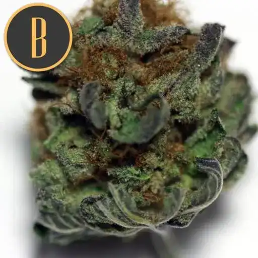 MAMBANEGRABUD