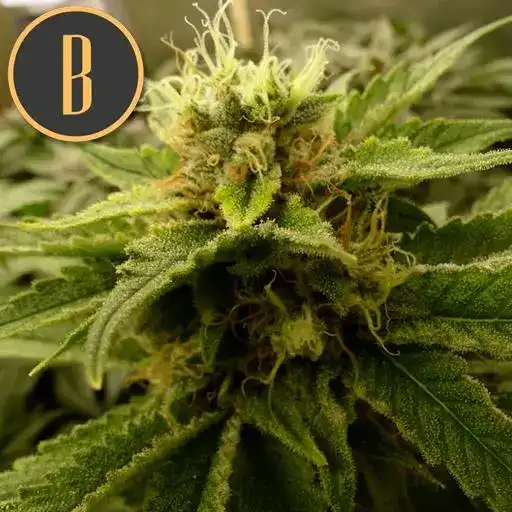 MAMBANEGRAPLANT1 938deb12 35f8 44bd acc7 e5790fd0bb94