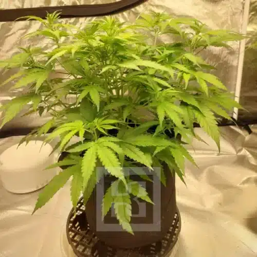 High CBD Mamba Negra seeds, excellent for stress reduction and calm