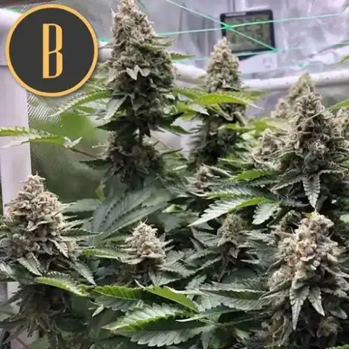 OGCUSHPLANT1