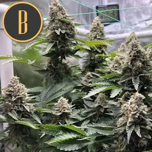 OGCUSHPLANT1