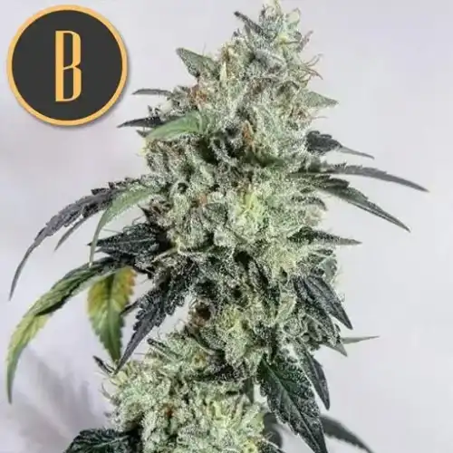 OGCUSHPLANT2