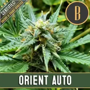 ORIENTAUTOPLANT1