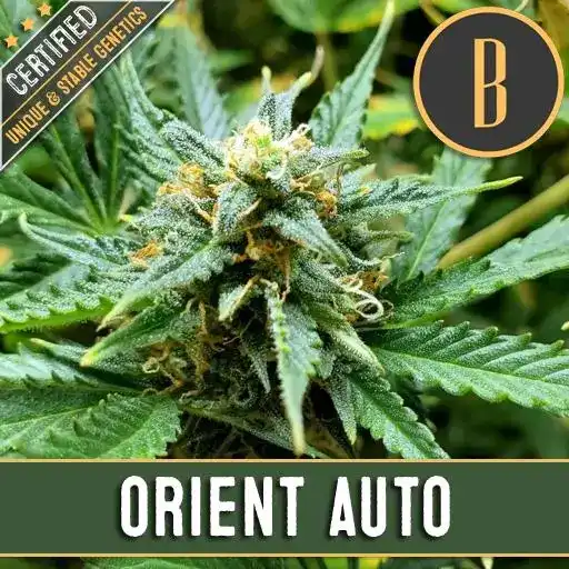 ORIENTAUTOPLANT1