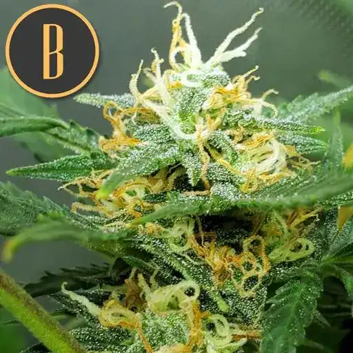 ORIENTAUTOPLANT2