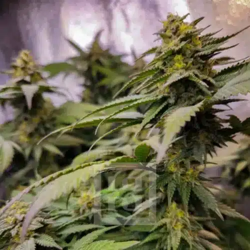 Mature Grizzly Purple Indica flower