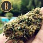 SANTAMUERTECANNABISBUDS